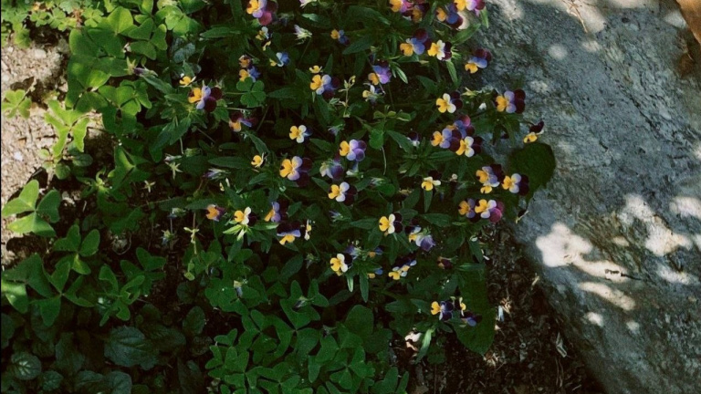 From Ugh To Wow: The Blooming Side Of PCE I Almost Missed!